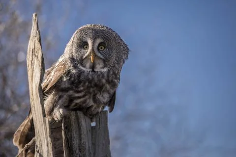 Great grey owl Stock Photos