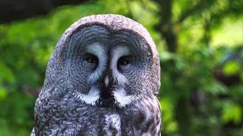 Great grey owl portrait with intense gaze looking directly into camera lens Stock Footage 340861045
