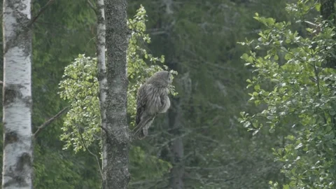 Great grey owl preening or cleaning itself in Nordic Forest, Wide shot Stock Footage 345199115
