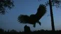 Great Grey Owl Silhouette Night Sky Video HD