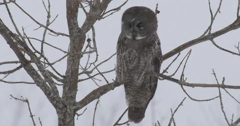 Great grey owl in snow Stock Footage 105206466