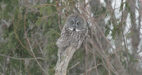 Great grey owl in snow Stock Footage 105271772