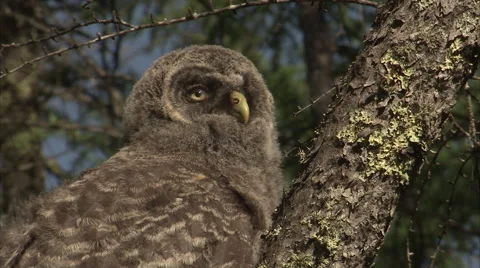 Great grey owl (Strix nebulosa) juvenile, Riding Mountain, Manitoba, Canada Stock-Footage 44247486