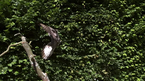 Great Grey Owl, strix nebulosa, Adult in Flight, Landing on Branch, Slow Motion Stock Footage