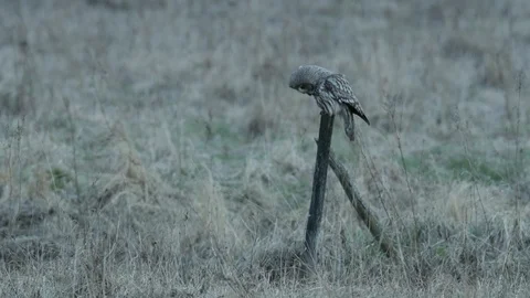 Great grey owl, Strix nebulosa, hunting in the nature. Stock Footage 87645181