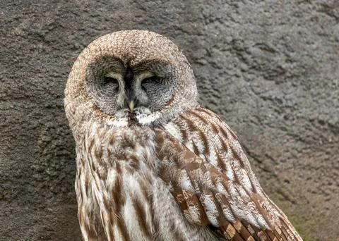 Great Grey Owl (Strix nebulosa) Stock Photos