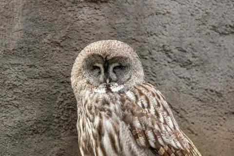 Great Grey Owl (Strix nebulosa) Stock Photos