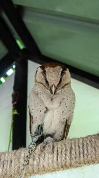 Great grey owl (Strix nebulosa), adult, animal portrait, captiv Stock Photos