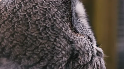 Great grey Owl turns head and looks at camera. Stock Footage 238450643