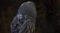 Great Grey Owl very close up dark forest habitat HD Footage