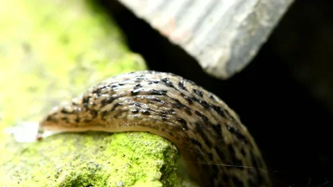 Great grey slug or leopard slug Latin name (Limax maximus) Stock Footage 154957069