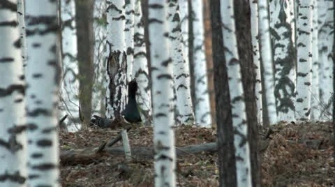 Great grouse Stock Footage 24146682