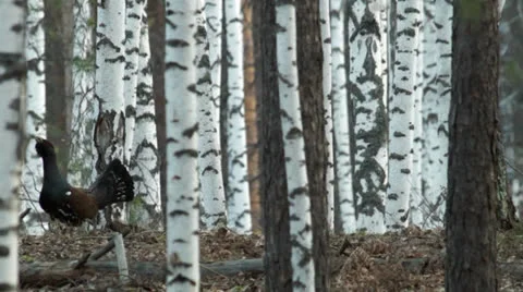 Great grouse Stock Footage 24147957