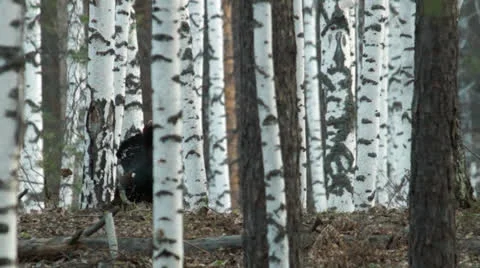 Great grouse Stock Footage 24148646