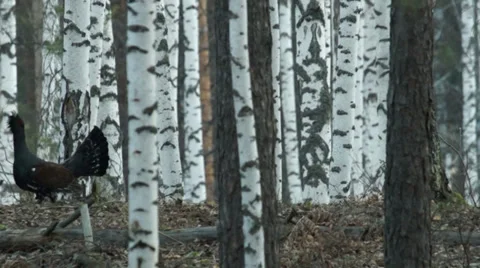 Great grouse Stock Footage 35596817