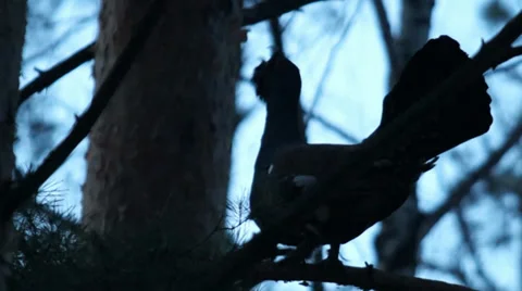 Great grouse Stock Footage 35596862