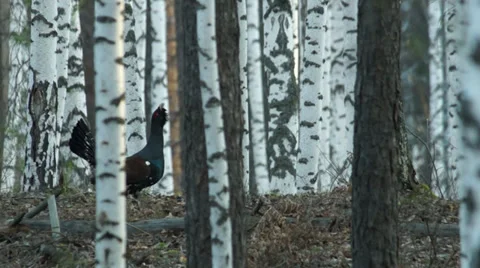 Great grouse Stock Footage 35596869