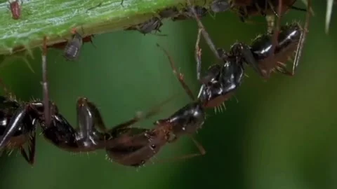 The great guard ant Stock Footage 205987584