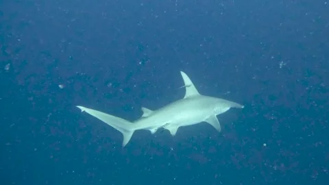 Great hammerhead in Maldives Stock Footage 297529387