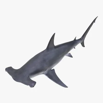 Great Hammerhead Shark 3D Model