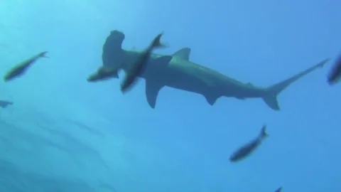 Great hammerhead shark on background underwater landscape in sea of Galapagos. Stock Footage