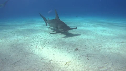 Great Hammerhead shark Stock Footage 94728376