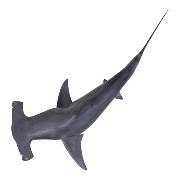 Great Hammerhead Shark Pose 2 ~ 3D Model #90995770 | Pond5