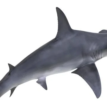 Great Hammerhead Shark Pose 2 ~ 3D Model #90995770 | Pond5