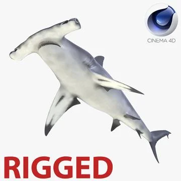 3D Model: Great Hammerhead Shark Rigged for Cinema 4D #91425099