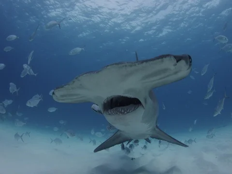 Great Hammerhead Shark swims straught to and past camera Stock Footage