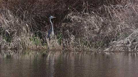 Great Heron takes off from shoreline Stock Footage 105424341