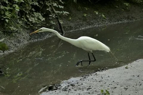 The great heron is taking aim 2. Stock Photos