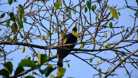 Great Hornbill Stock Footage 309854327