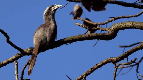 Great hornbill perched on tree branch in himachal pradesh Stock Footage 345111447