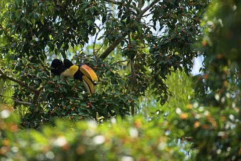 A Great Hornbill Stock Photos