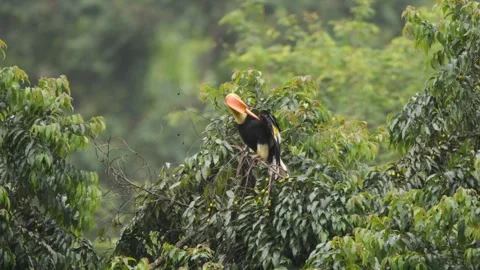 Great Hornbill Preening Vídeo Stock 330669589