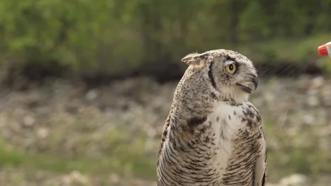 Great Horned Owl Being Sprayed with a Water Bottle Stock Footage 125346897