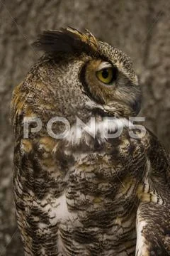 Great horned owl bird of prey in front of oak tree Stock Photos