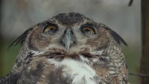 Great Horned Owl Close-Up, Head Tilted, Calm in Natural Light Stock Footage 342573509