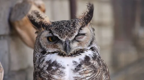 Great Horned Owl drowsy close-up face shot and head turn Stock Footage 36965332