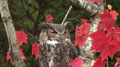 Great Horned Owl, E North America Stock Footage