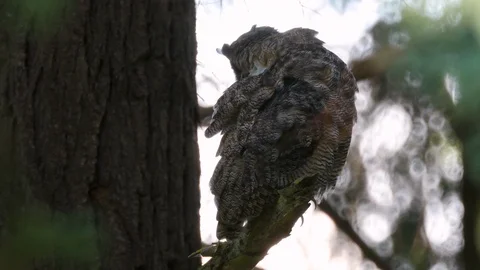 Great Horned Owl eats one of its feathers Stock Footage 113242763
