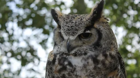 Great Horned Owl Video stock 2323735