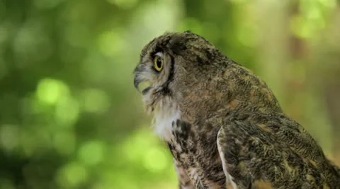 Great Horned Owl Stock Footage