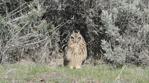 Great Horned Owl Stock Footage 32270481