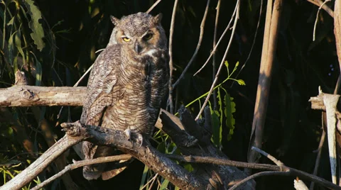 Great Horned Owl Stock Footage 35194444