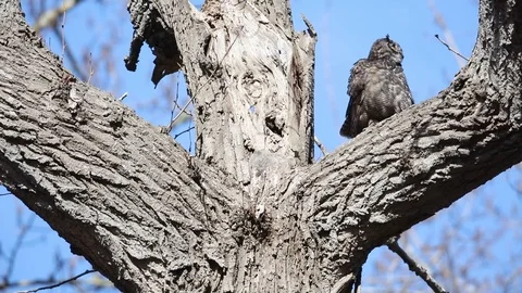 Great horned owl Stock Footage 108139088