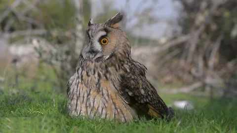Great horned owl Stock Footage 136423685