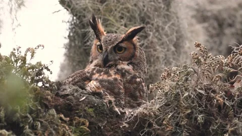 A Great Horned Owl Stock Footage 148402276