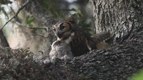 A Great Horned Owl Stock Footage 336334905